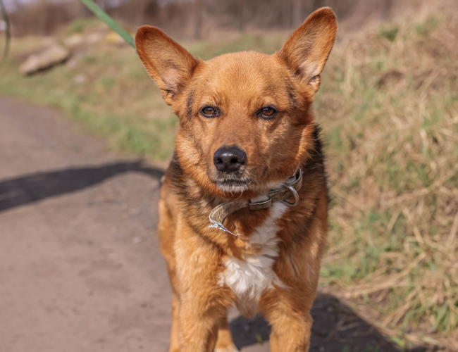 ANWEN - pies do adopcji w schronisku świdnica