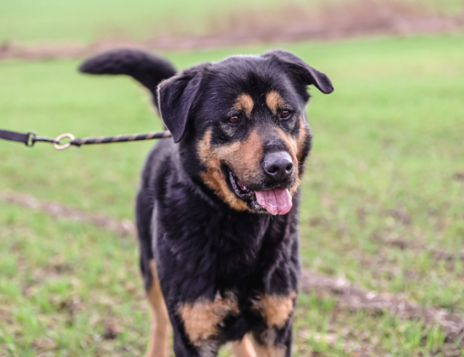 BULLOCK - pies do adopcji w schronisku świdnica