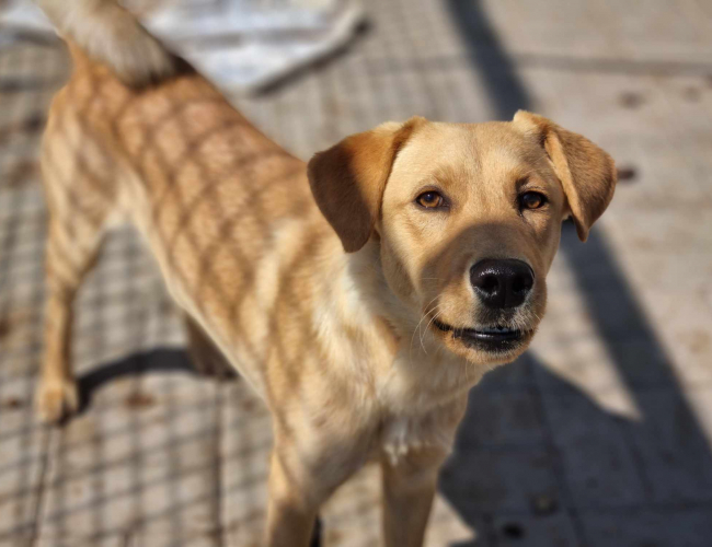 RIKO - pies do adopcji w schronisku świdnica