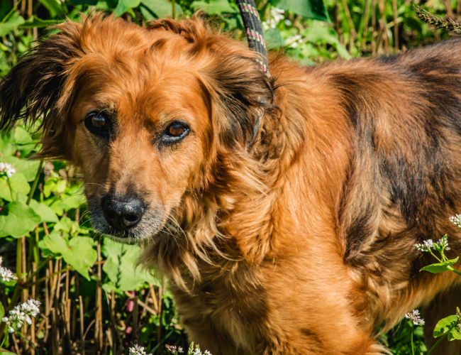 RUBEL - pies do adopcji w schronisku świdnica