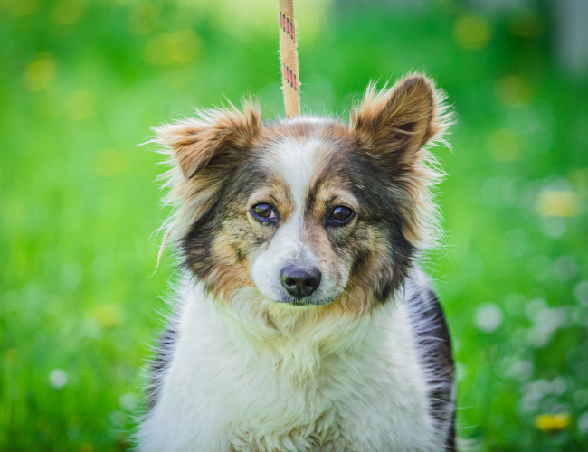 TORINO - pies do adopcji w schronisku świdnica