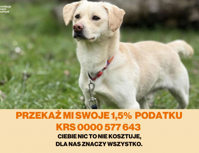 SNOOPY - pies do adopcji w schronisku świdnica