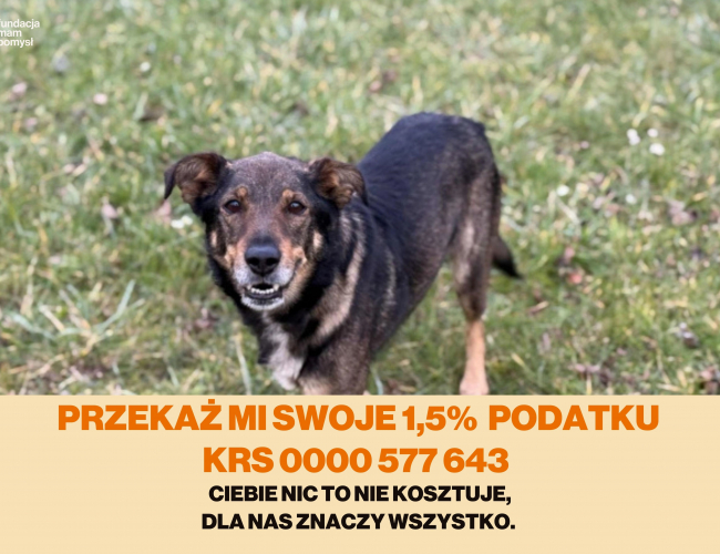 BRUNO - pies do adopcji w schronisku świdnica