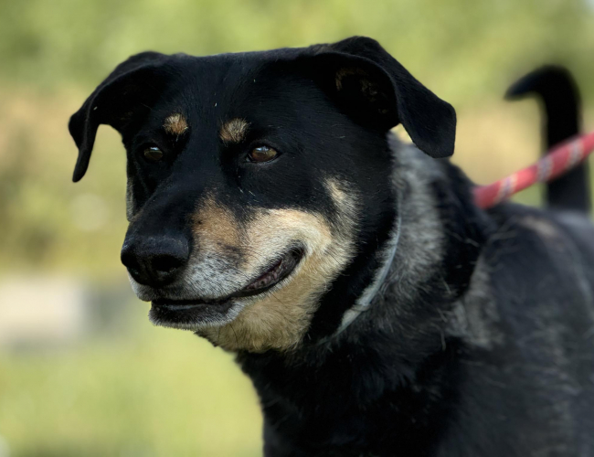 BERNI - pies do adopcji w schronisku świdnica