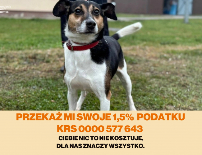 EVEREST  - pies do adopcji w schronisku świdnica