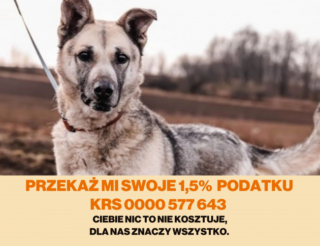 AXEL  - pies do adopcji w schronisku świdnica
