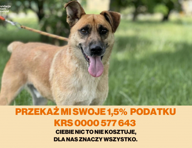 ONTI - pies do adopcji w schronisku świdnica