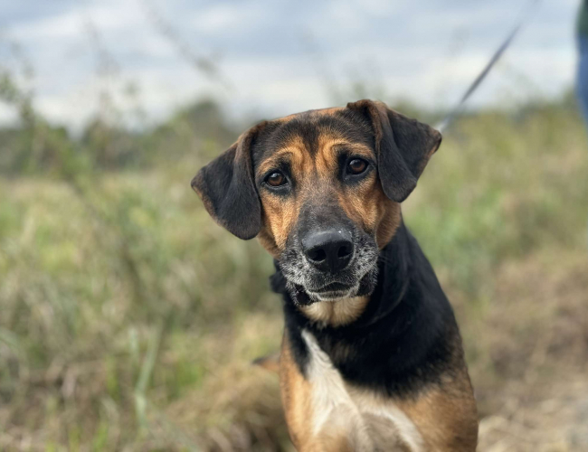 MALMO - pies do adopcji w schronisku świdnica