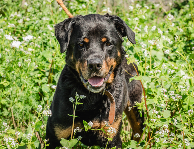 BULLOCK - pies do adopcji w schronisku świdnica