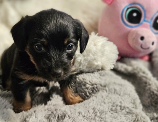 KOLA - pies do adopcji w schronisku świdnica