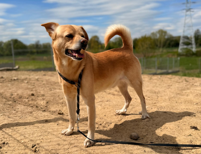 CZIKIT - pies do adopcji w schronisku świdnica