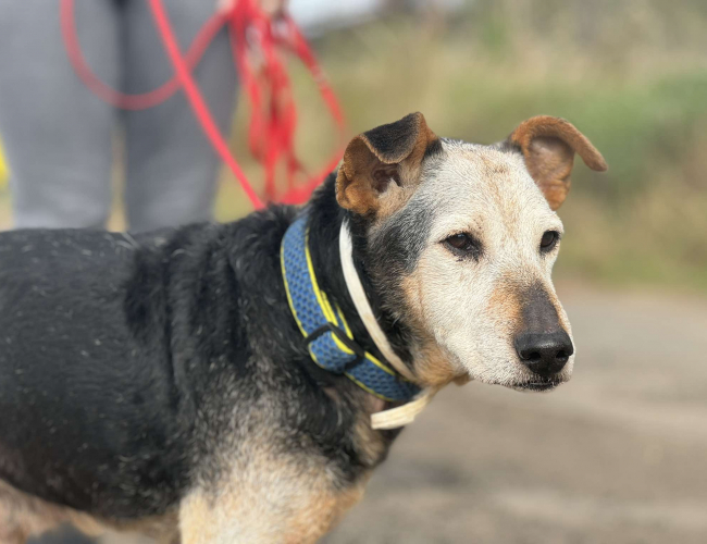 FOSTER  - pies do adopcji w schronisku świdnica