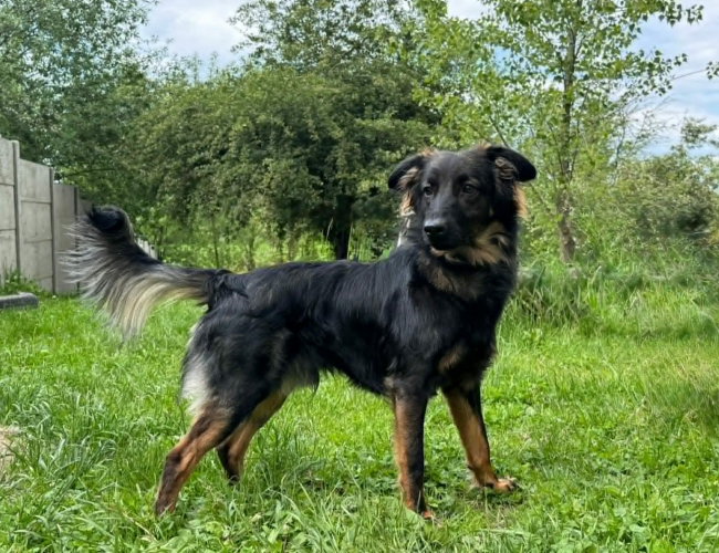 GRIM - pies do adopcji w schronisku świdnica