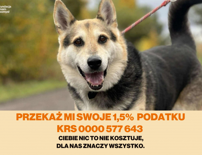 LEGO  - pies do adopcji w schronisku świdnica