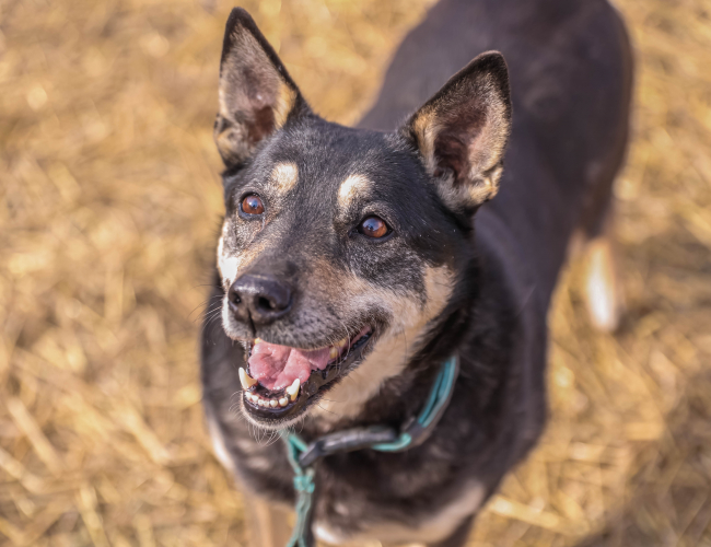 MILKA - pies do adopcji w schronisku świdnica
