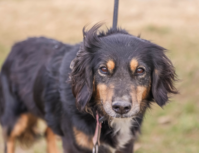 LUNA - pies do adopcji w schronisku świdnica