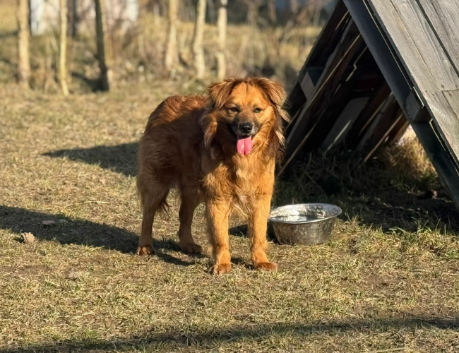 PIXEL - pies do adopcji w schronisku świdnica