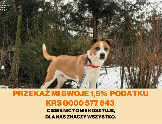 CHURROS - pies do adopcji w schronisku świdnica