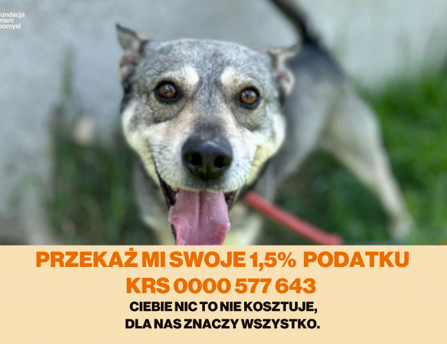 KARTER - pies do adopcji w schronisku świdnica