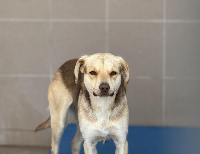 CZEKO - pies do adopcji w schronisku świdnica