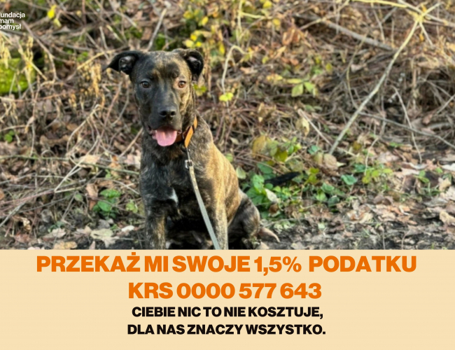 BASTER - pies do adopcji w schronisku świdnica