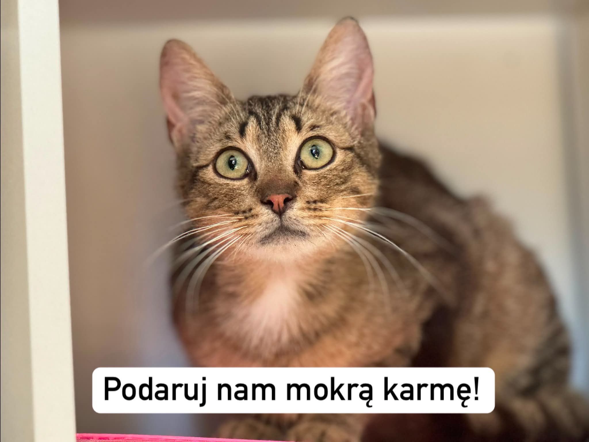 Aktualności - Schronisko dla Bezdomnych Zwierząt w Świdnicy - Apel o mokrą karmę!