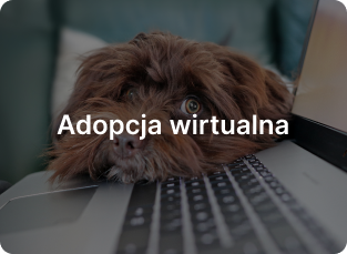 adopcja-wirtualna-box-bg